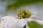 Flowering dogwood